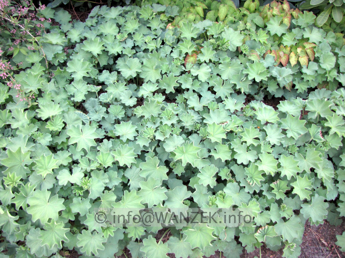 Alchemilla mollis - Laub flaechig.JPG